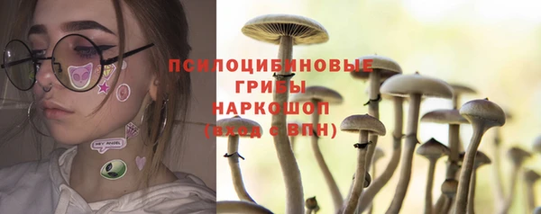 стаф Алзамай